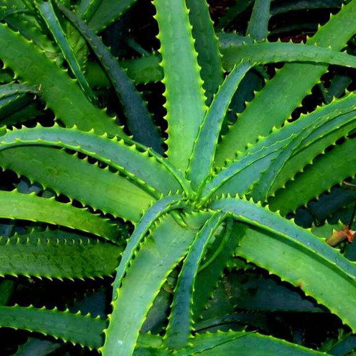 Aloe vera-olie (maceraat)