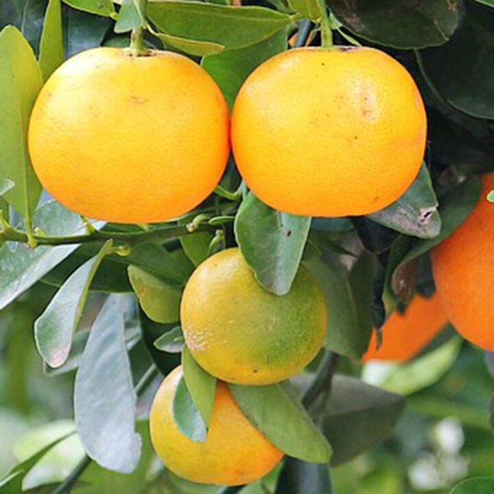 etherische olie Sinaasappel (zoet)